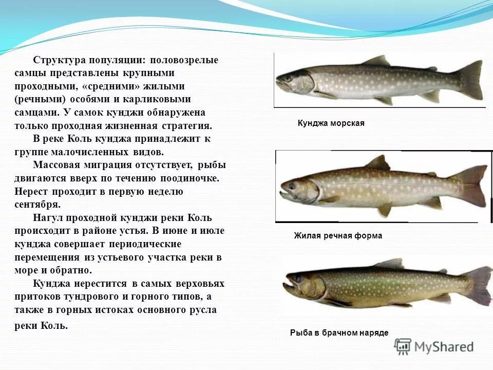 Как определить самца форели. Как определить самца форели