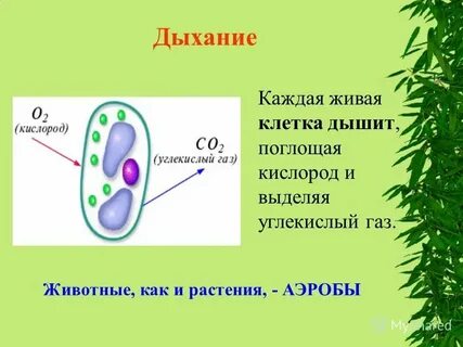 Как дышит клетка
