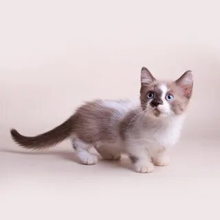 Манчик