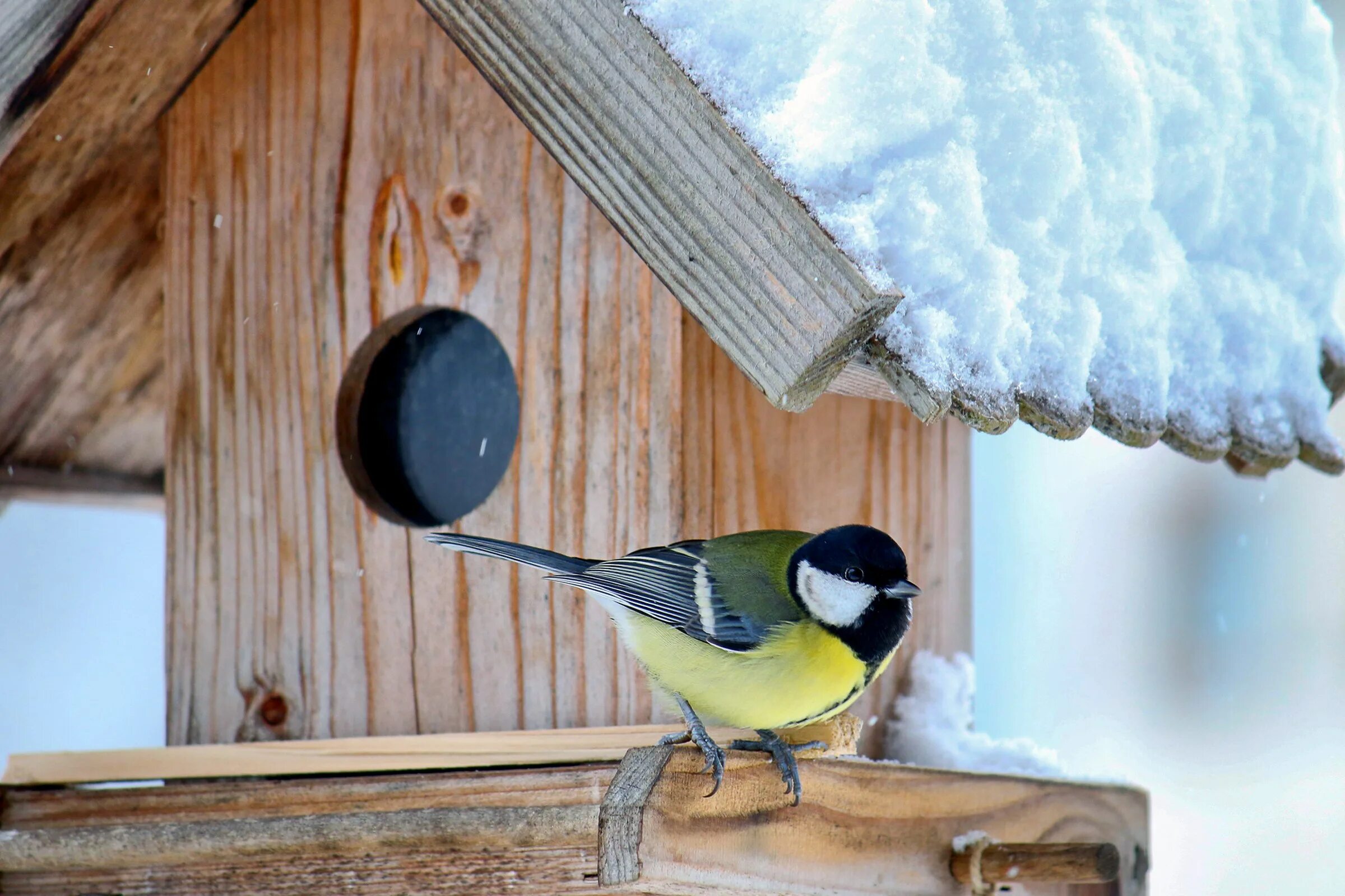 Домашние синички. Синичка лазоревка. Синичка на даче. Синица в избе. Птицы возле кормушки.