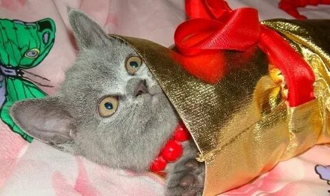 Кота сюрпризы