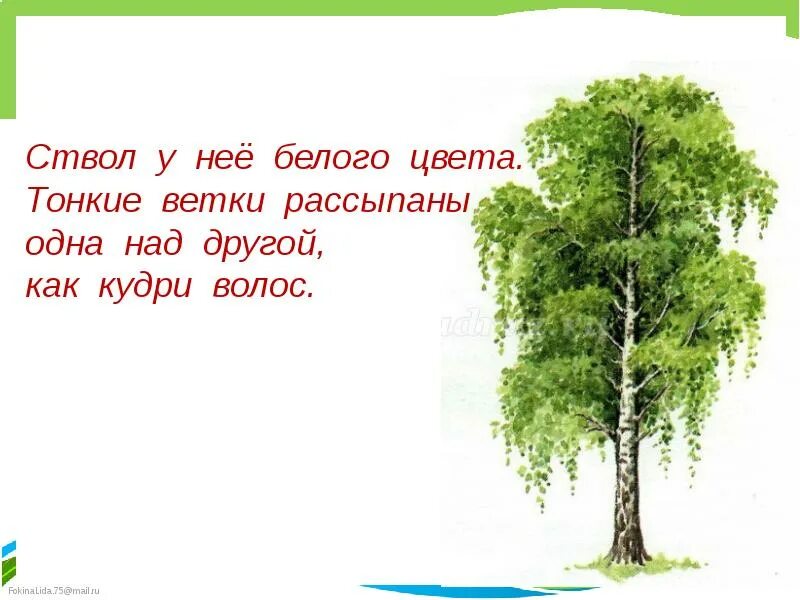 Русские народные песни березонька. Берёза моя берёзонька берёза моя белая. Русская народная песня березонька. Берёза моя берёзонька русская народная. Русские народные песни про деревья.