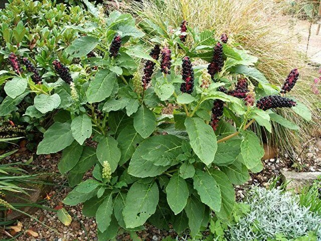 Растения открытого грунта фото A Little EEEEK! in the Garden Bumblebee Blog Shade garden, Container gardening