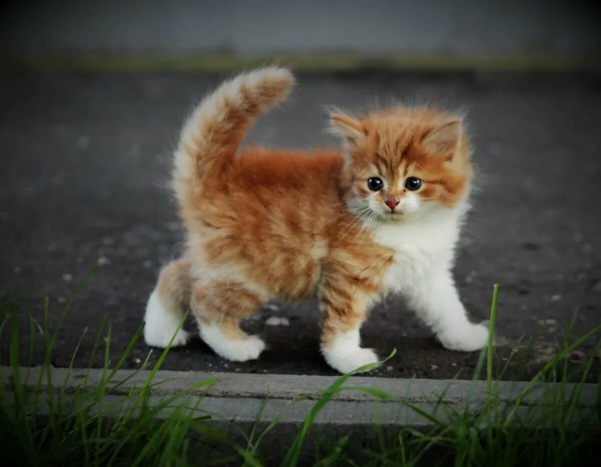 Забавные комиксы. Маленькие котята мяукают. Пушистые дворовые котята. Мя. Покажи котиков мяу.