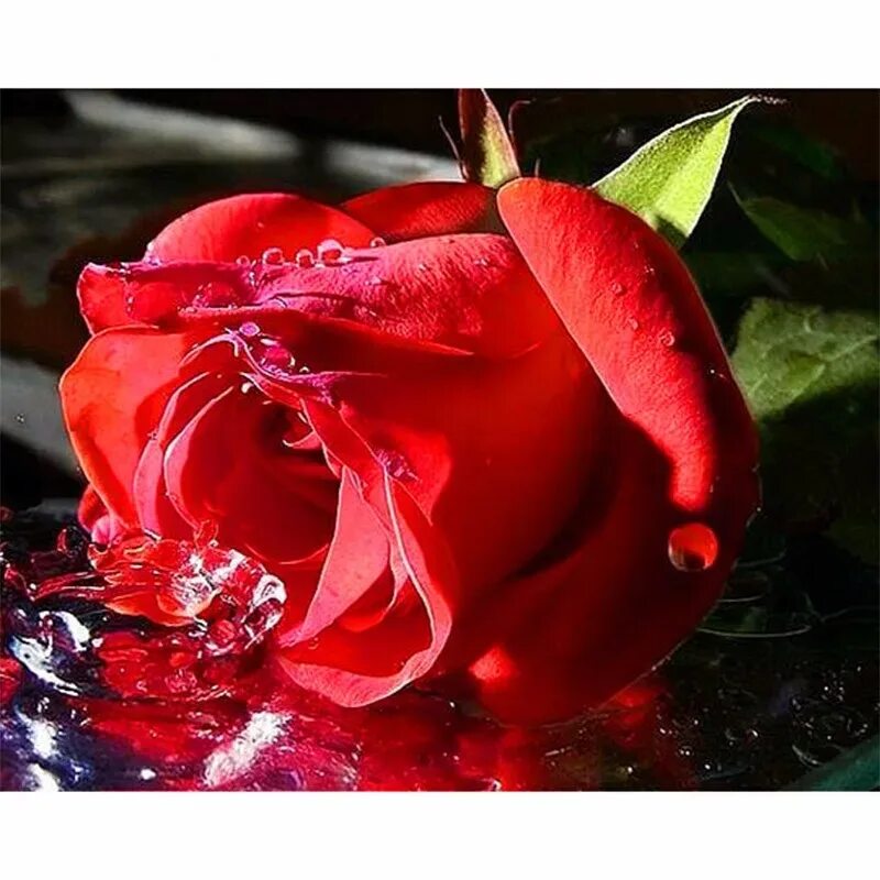 Стране нужны розы а я на них. Красивые высказывания о розах. Красивые цитаты про розы. Красивые фразы про розы. Красивые фразы с розой цитаты.