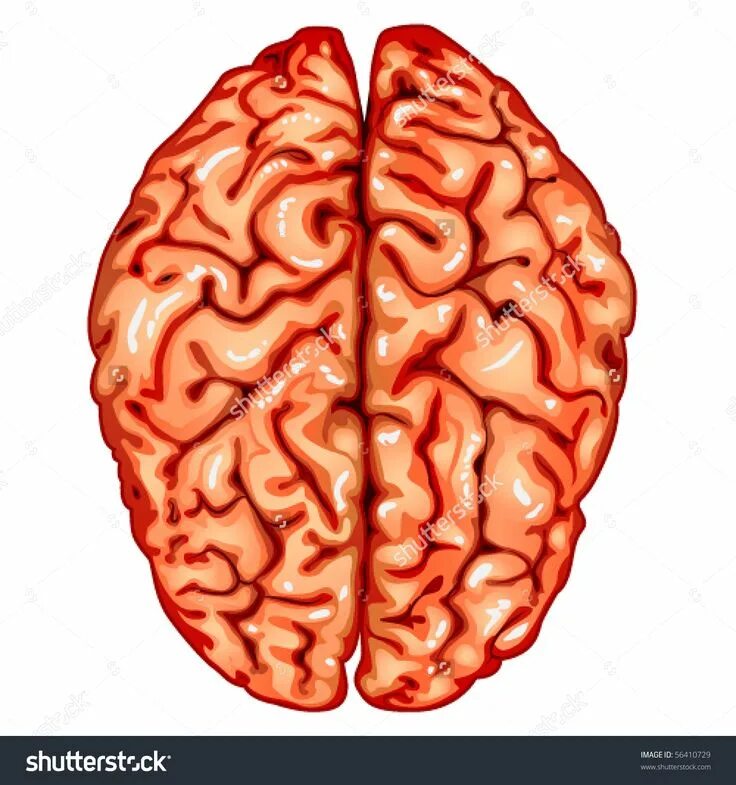 Human brain stock vector. Illustration of isolated, internal - 34903008