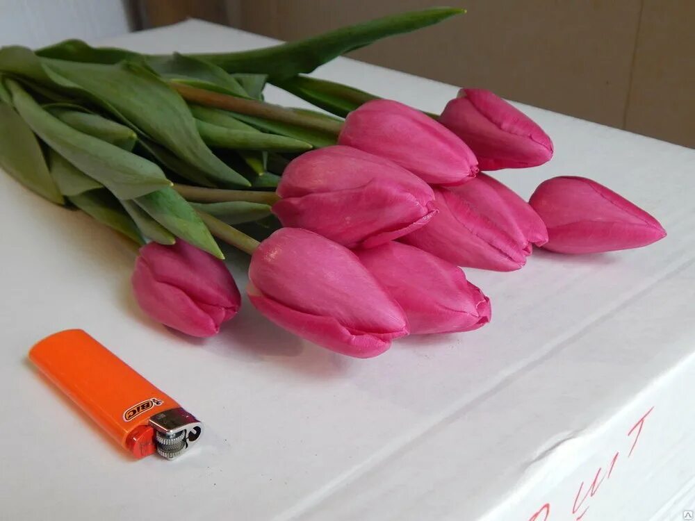 Купить тюльпаны в подольске. Тюльпан neper. Тюльпаны от производителя. Тюльпаны 60 см. Продажа тюльпанов.