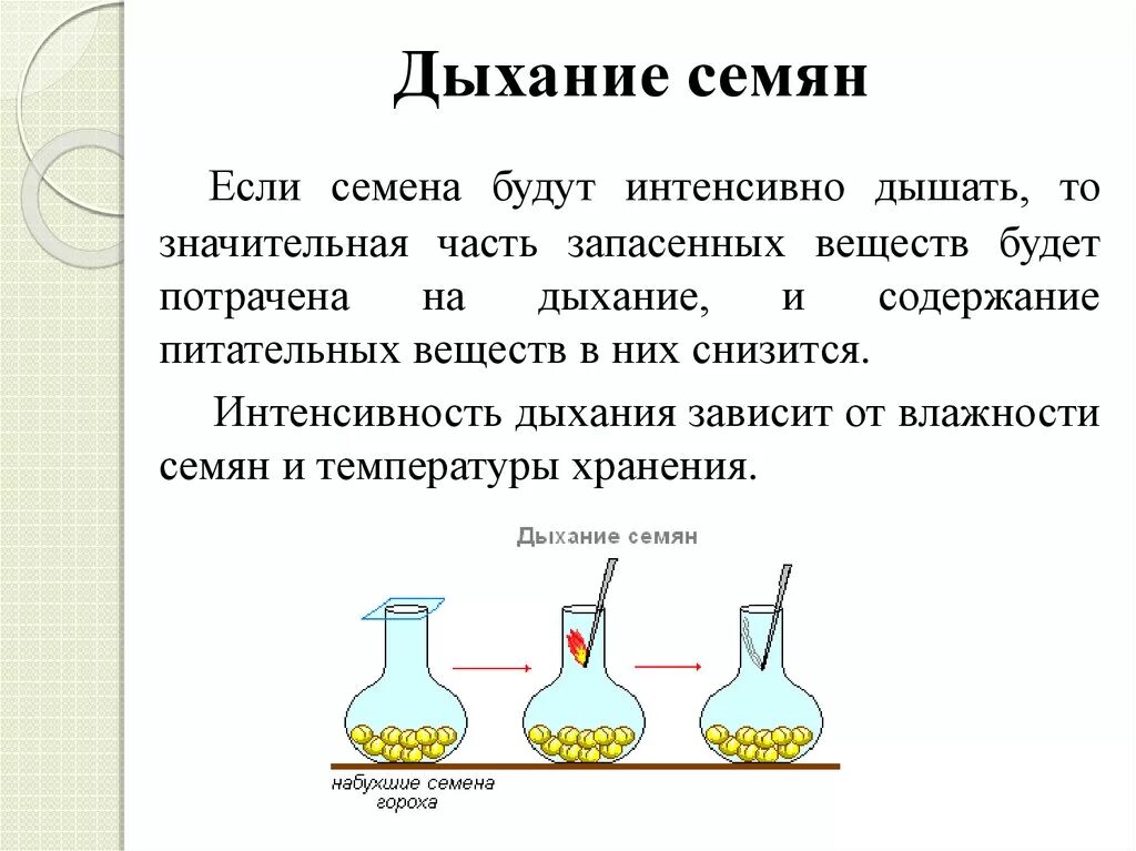 Дышат ли семена. Дыхание семян. Дыхание прорастающих семян. Дыхание семян опыт. Опыт доказывающий дыхание семян.