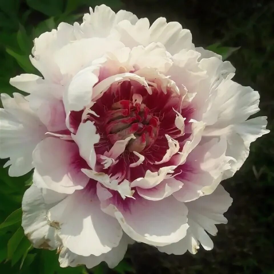 Itoh peony 'Rosy Prospect' formerly named 'Raggedy Ann' - The Tattoed Gardener I