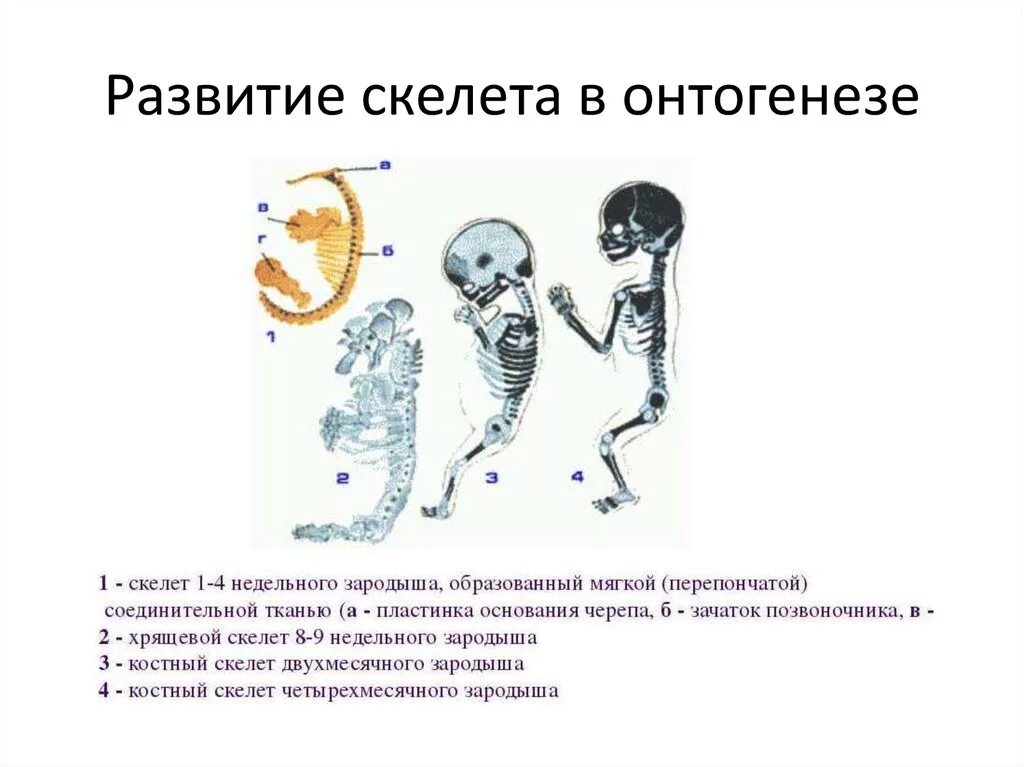 Сколько костей у новорожденного. Развитие скелета в онтогенезе человека. Формирование скелета у ребенка. Анатомия опорно двигательная система скелет. Этапы формирования скелета.