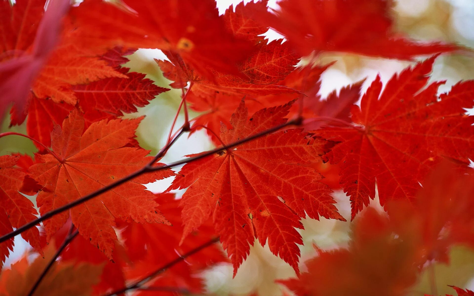 Багряные листья. Багряный клён. Кленовый лист. Красивые листья. Клен цвет листьев осенью