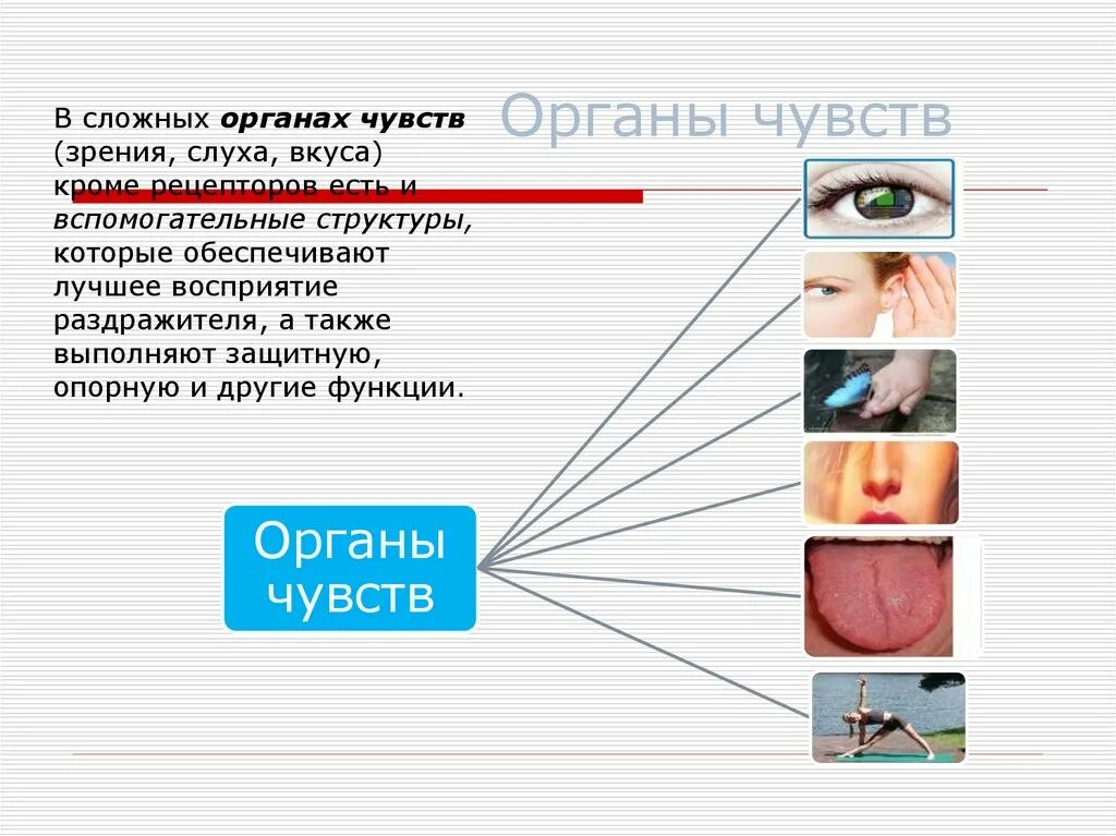 Название органов чувств. Органы чувств. Органы чувств органы. Структуры органы чувств. Органы чувств зрение и слух.