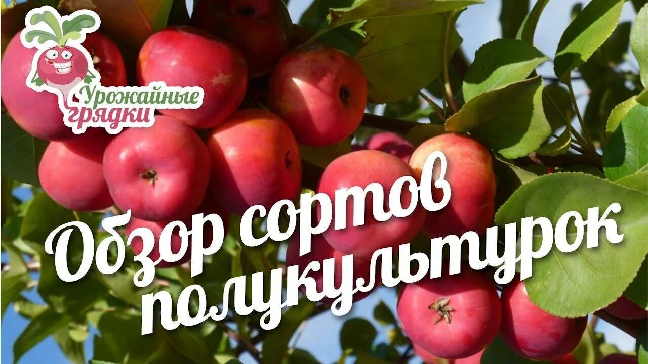 Сорта обзор. Яблоня воспитанница. яблоня полукультурка сорта для сибири. полукультурка для сибири лучшие сорта. полукультурка воспитанница.