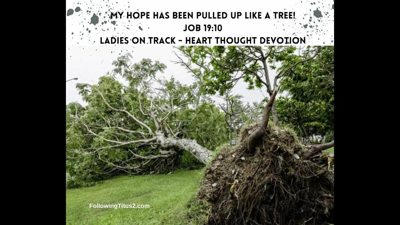 Look at that tree it fall down. Fallen tree. falling tree. emergent trees. fallen tree roots.