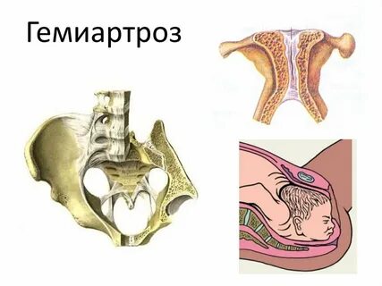 Симфизы костей