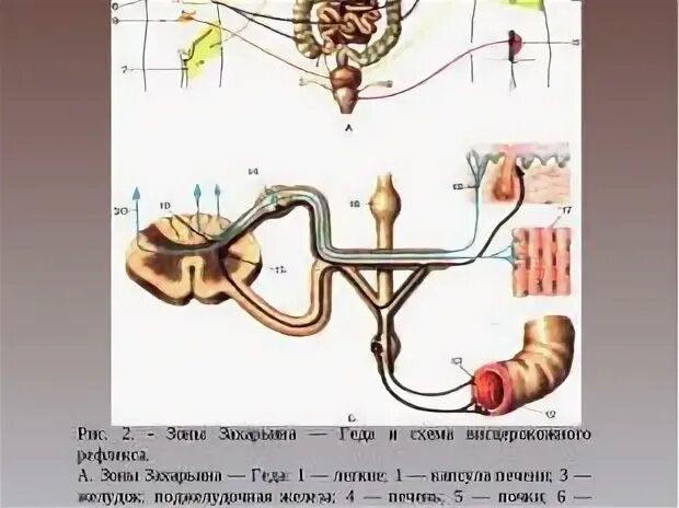 Зоны захарьина-геда на голове. Зоны кожной гиперестезии захарьина геда. Зоны захарьина. Рефлекторные зоны захарьина-геда схема. Текст песни геда геда геда.