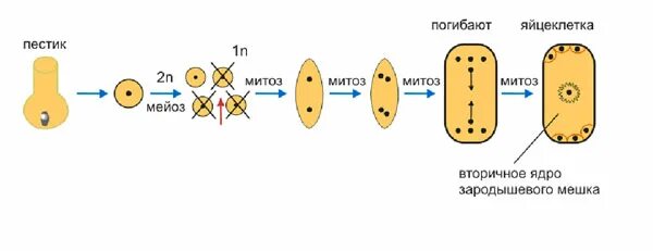 Образование гаплоидной макроспоры мейоз образование восьмиядерного. Схема развития зародышевого мешка. Формирование яйцеклетки у покрытосеменных растений. Образование яйцеклетки у цветковых растений. Восьмиядерный зародышевый мешок покрытосеменных.