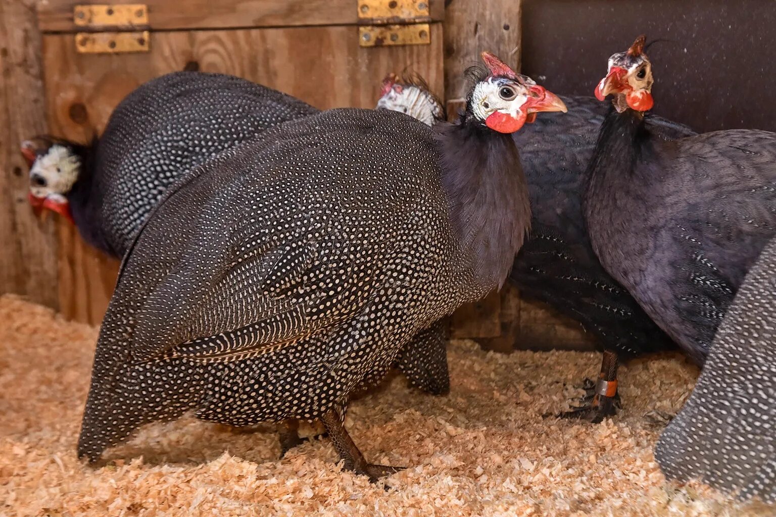 Цесарка серо-крапчатая бройлерная. Цесарка куропатчатая. Цесарь цесарка цесарята. Голубая цесарка