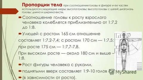 Длина туловища человека