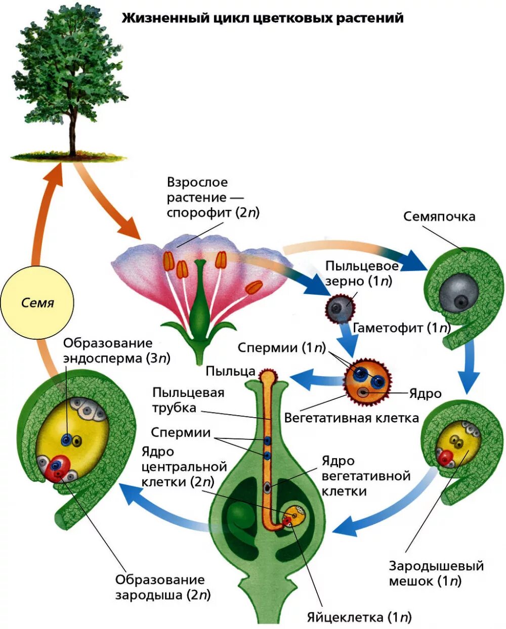 На этой структуре развивается несколько гаметофитов. Цикл развития покрытосеменных растений схема. Размножение цветкового растения схема. Цикл развития цветкового растения. Жизненный цикл покрытосеменных растений.