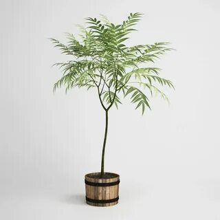 Max plant