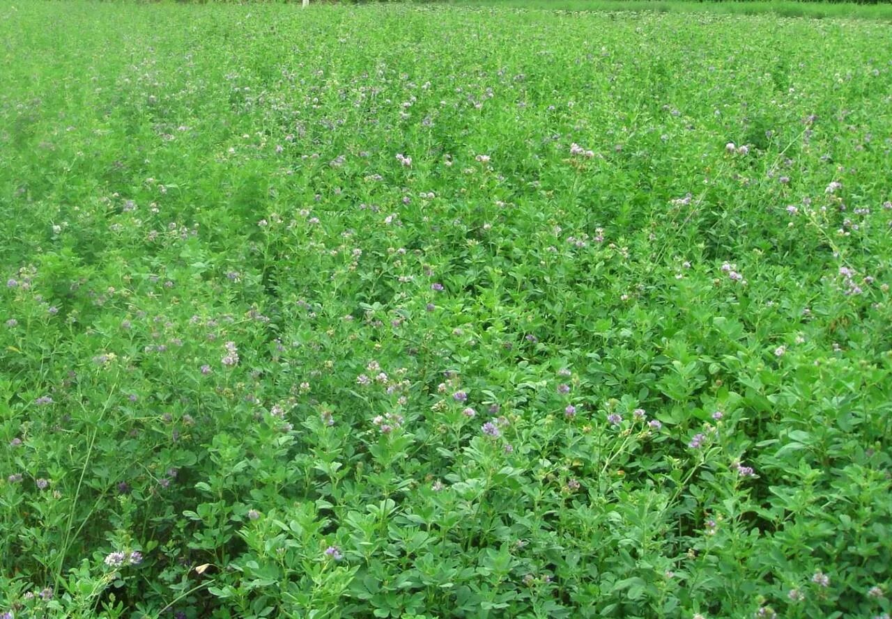 кормовое многолетнее растение. многолетние травы "мелагро". кормовое многолетнее растение. кормовое многолетнее растение. трава суданка люцерна.
