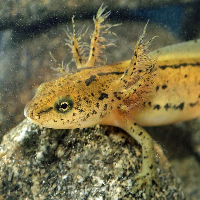 тритон испанский иглистый белый. испанский иглистый тритон. обыкновенный тритон ланца. кавказский тритон. обыкновенный тритон.
