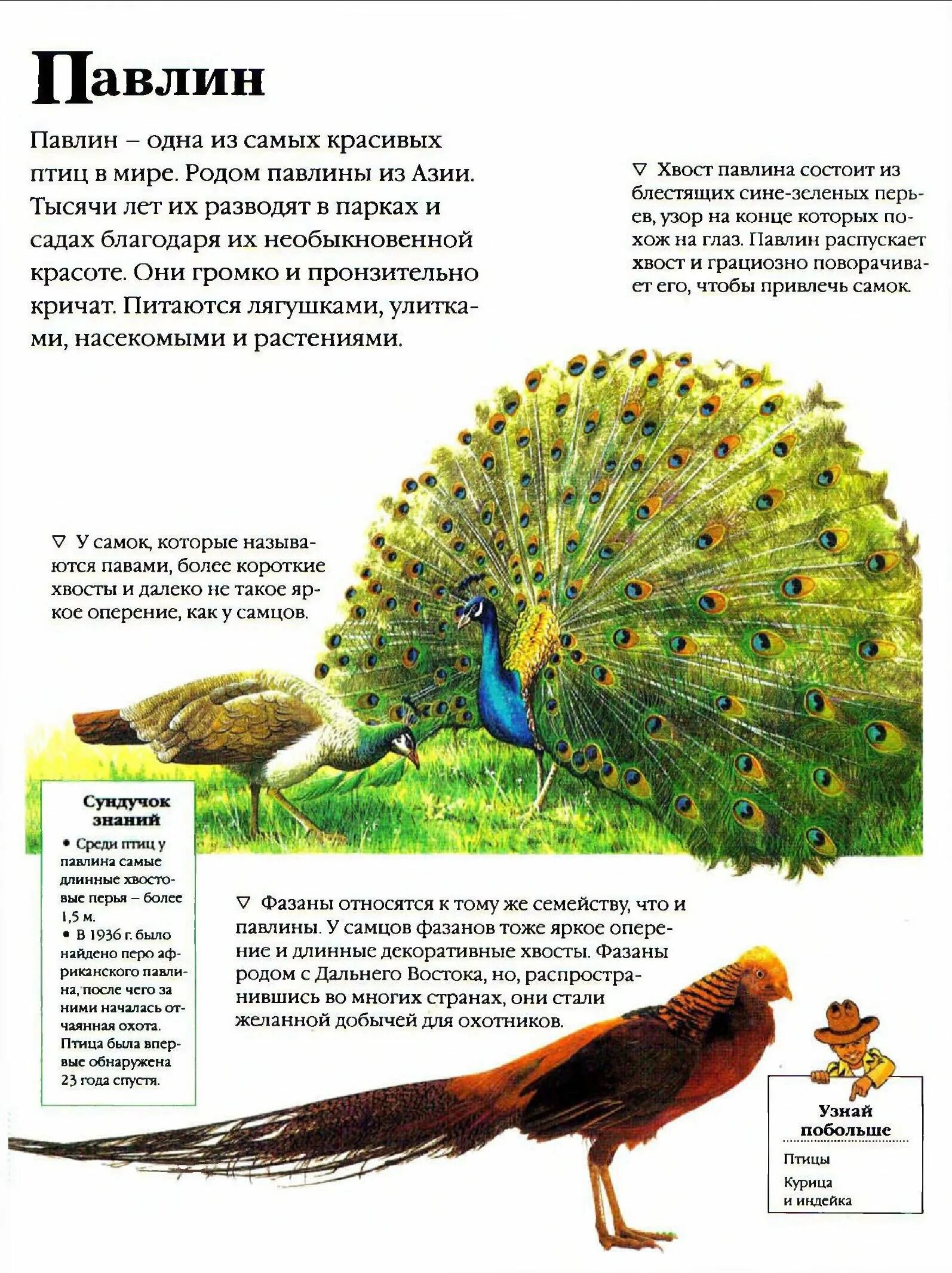 Павлин описание для детей