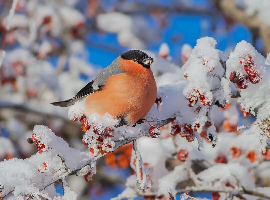 скалы снегири. зимняя рябина. красногрудый снегирь. зимующие птицы снегирь. скалы снегири.