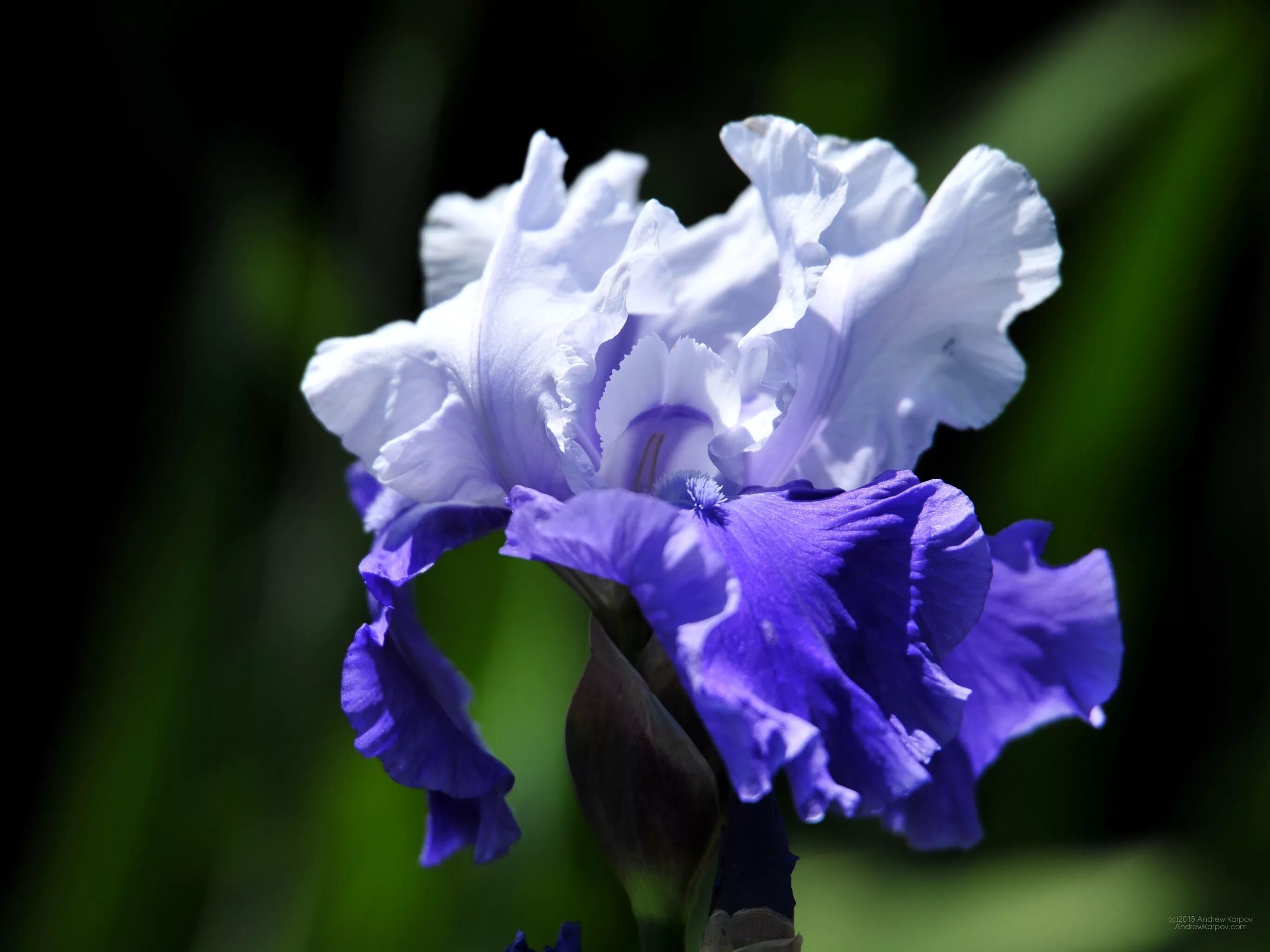 Джессика дэрроу энканто. Том франко картины. Ирис торрес. Айрис торрес. Ирис торрес.