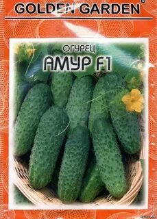 Описание огурцов амур