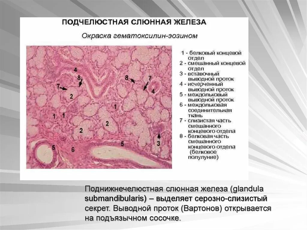 Протоки околоушной слюнной железы гистология. Околоушная слюнная железа гистология. Подчелюстная железа гистология препарат. Подъязычная слюнная железа гистология. Околоушная железа препарат