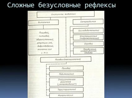 Сложные рефлексы