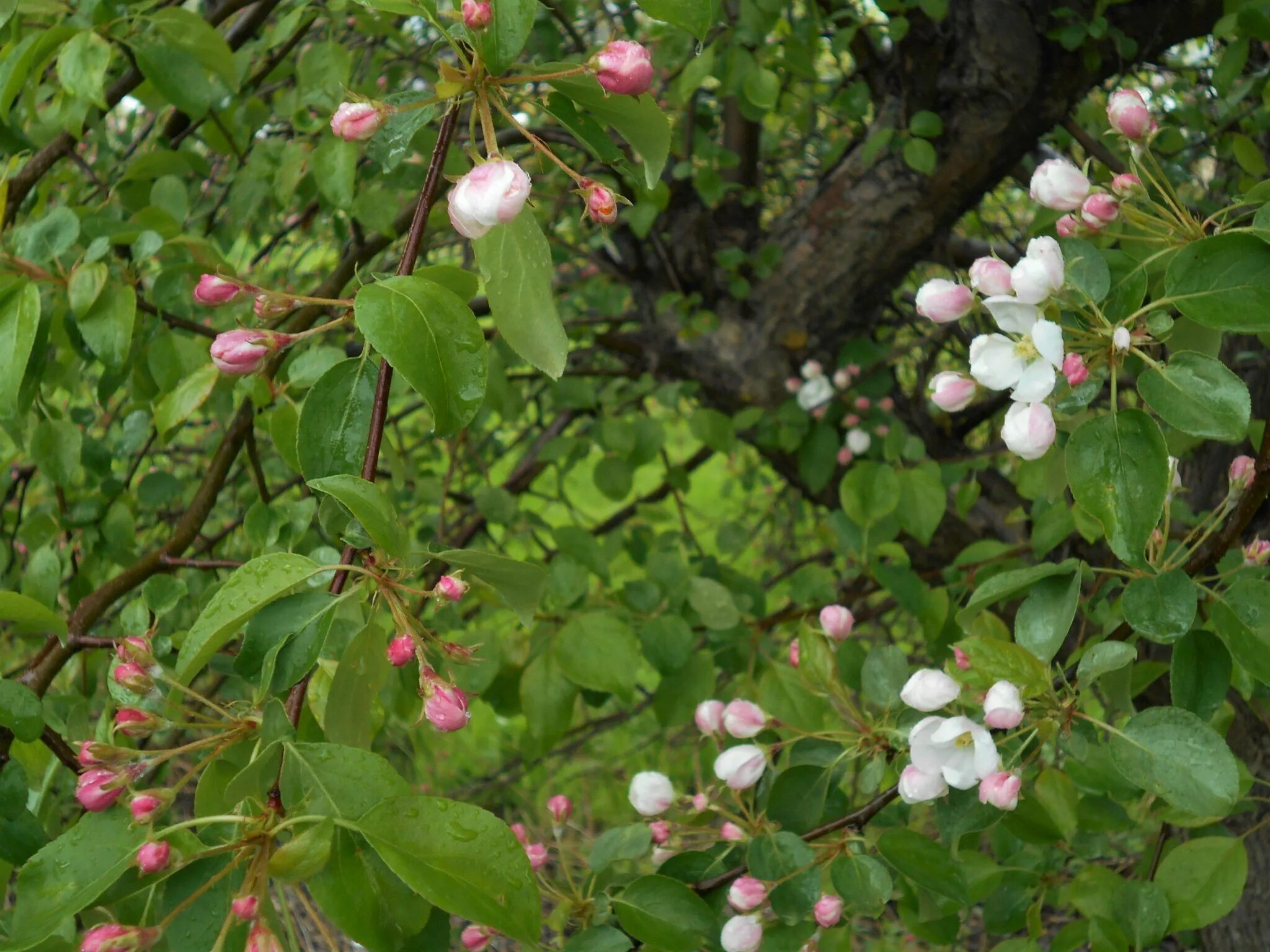 Дико растущая яблоня. Яблоня Дикая Malus Sylvestris. Яблоня дичка. Яблоня Лесная (дичок). Яблоня дичка цветет.