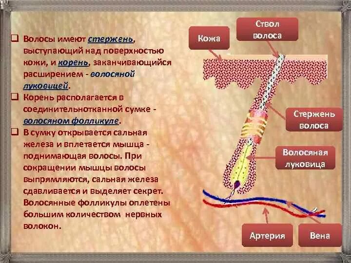 Стержень волоса. Мышца волоса функции. Стержень волоса и мышца поднимающая волос. Стержень волоса и кожа.