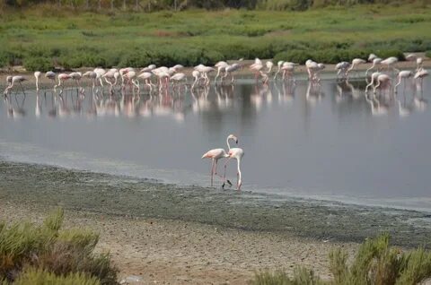 Flamant rose images