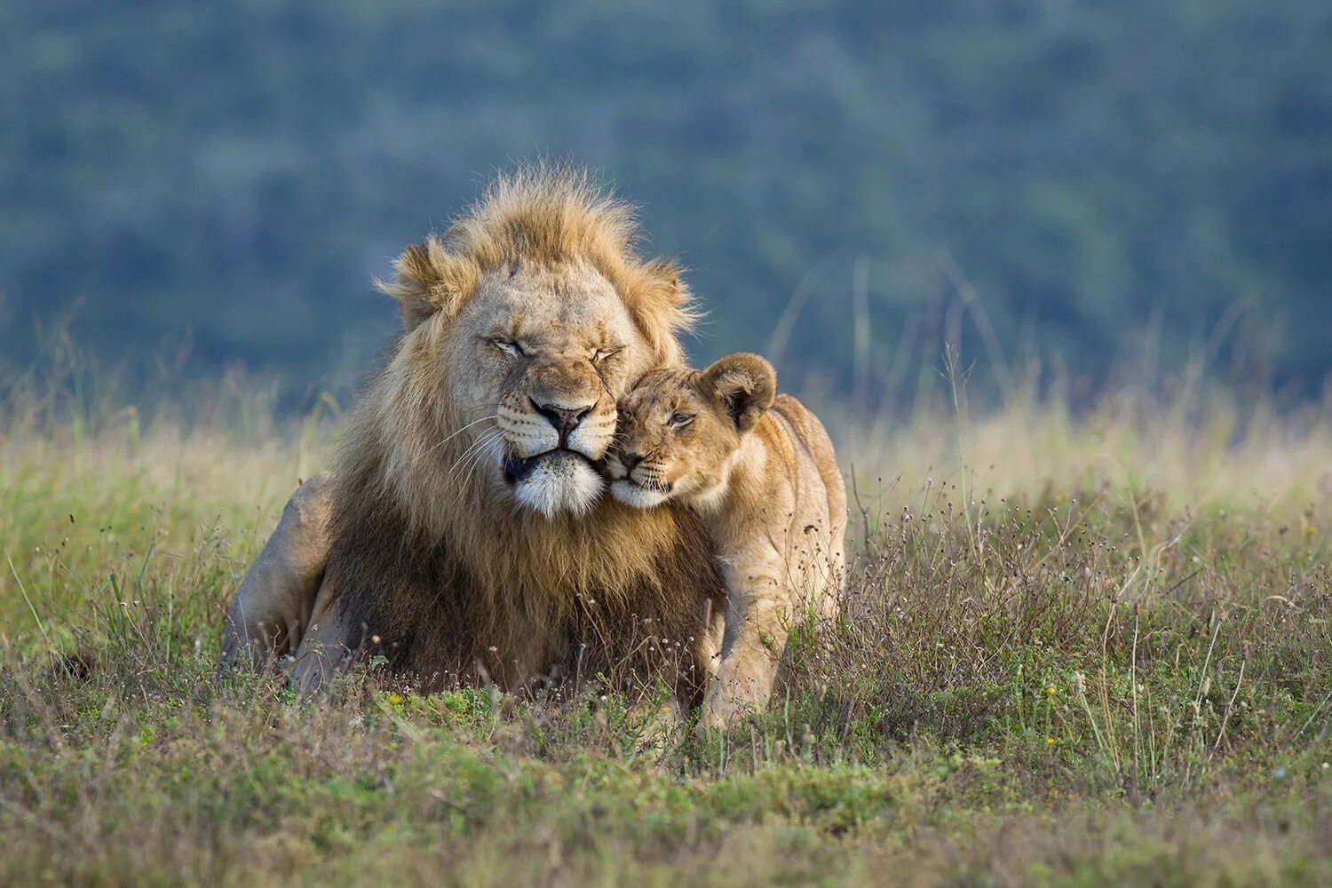 Прайд Львов в дикой природе. Африканский Лев Прайд.