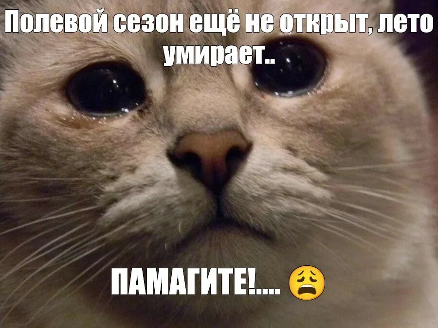 Когда случайно лайкнул фото. Как извиниться перед кошкой. Кот плачет мем. Нечаянно поставила. Нечаянно поставила.