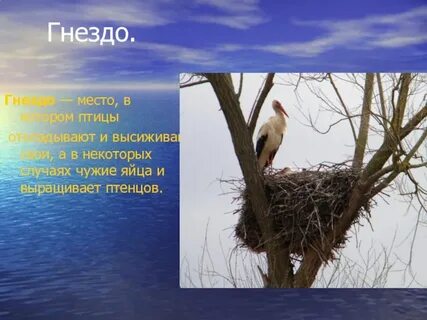 Пословица птице гнездо