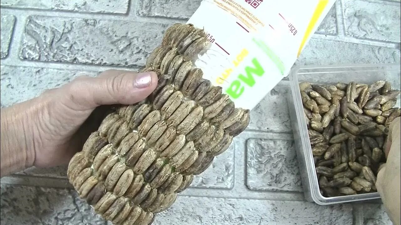 Чем полезны косточки финика