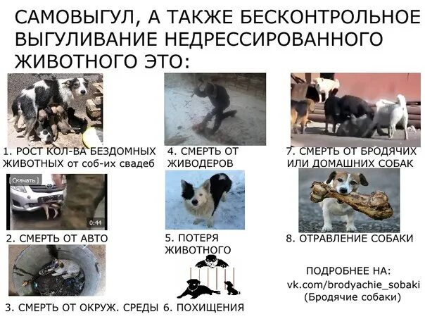Как отпустить питомца