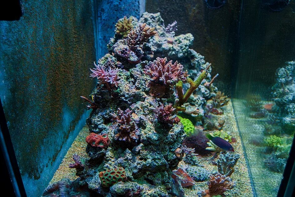 Reefcentral. Морской аквариум арка. Скалы в морском аквариуме. Мелкий риф покрытие. Рифцентрал морской форум.