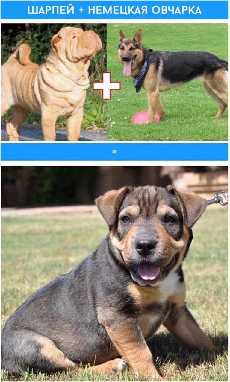 собаки смешанных пород. смесь пород собак. помесь корги и пуделя. метис аусси и хаски. собаки смешанных пород.