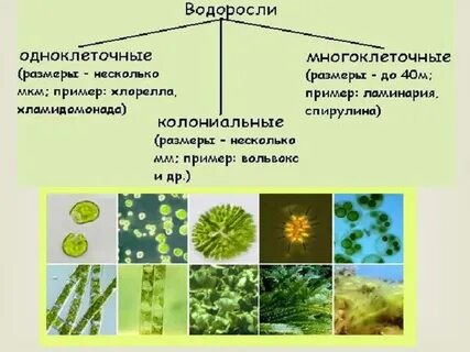 Одноклеточные водоросли низшие растения