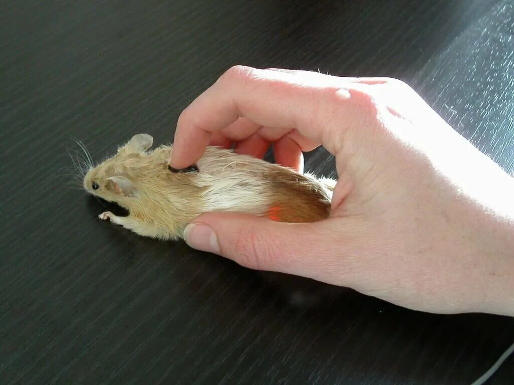 Мышь в руке. Живая компьютерная мышь. Странные мыши. Рука на мышке.