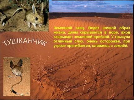 Как приспособились животные к жизни в пустыне