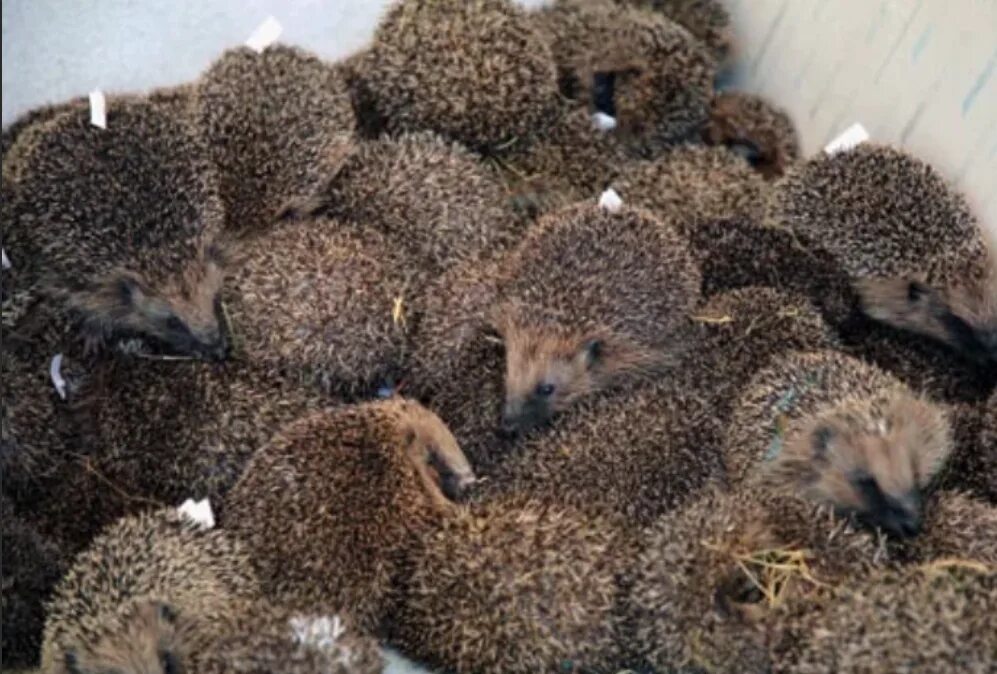 Ежики несколько. Обыкновенный ёж с ежатами. Смешной ежик. Забавные ежики. Много ежиков.