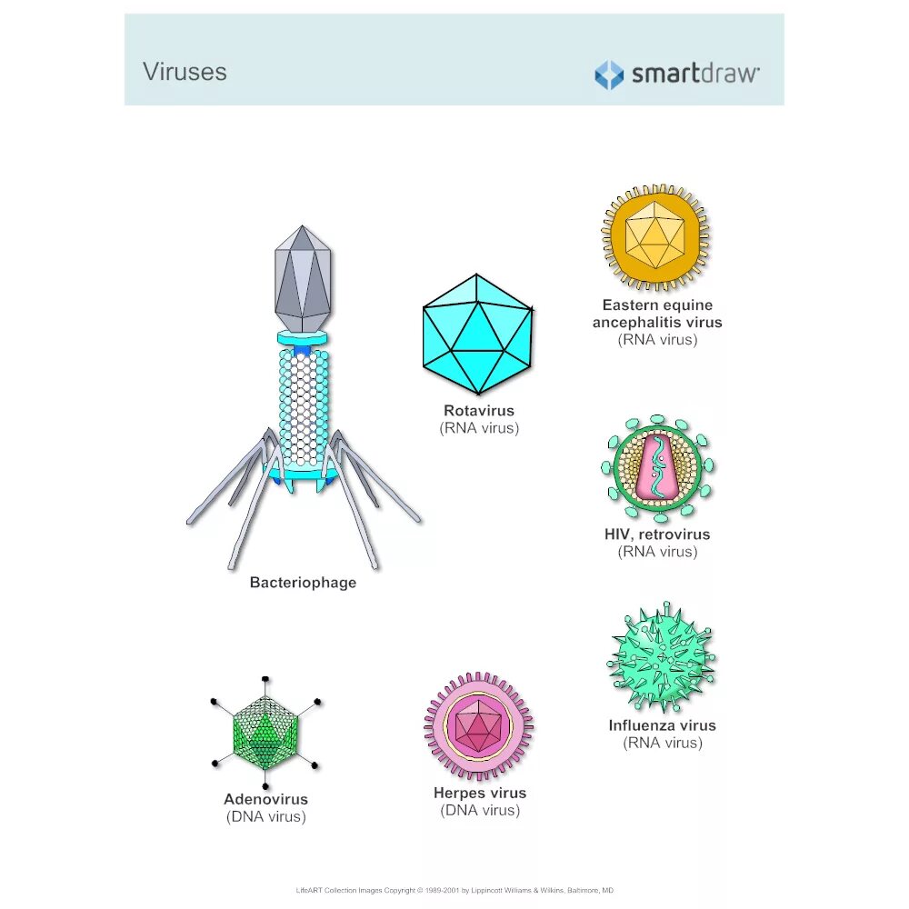 Types of viruses. РНК вирусы без оболочкой. Types of Computer viruses. Виды вирусов гибриды.