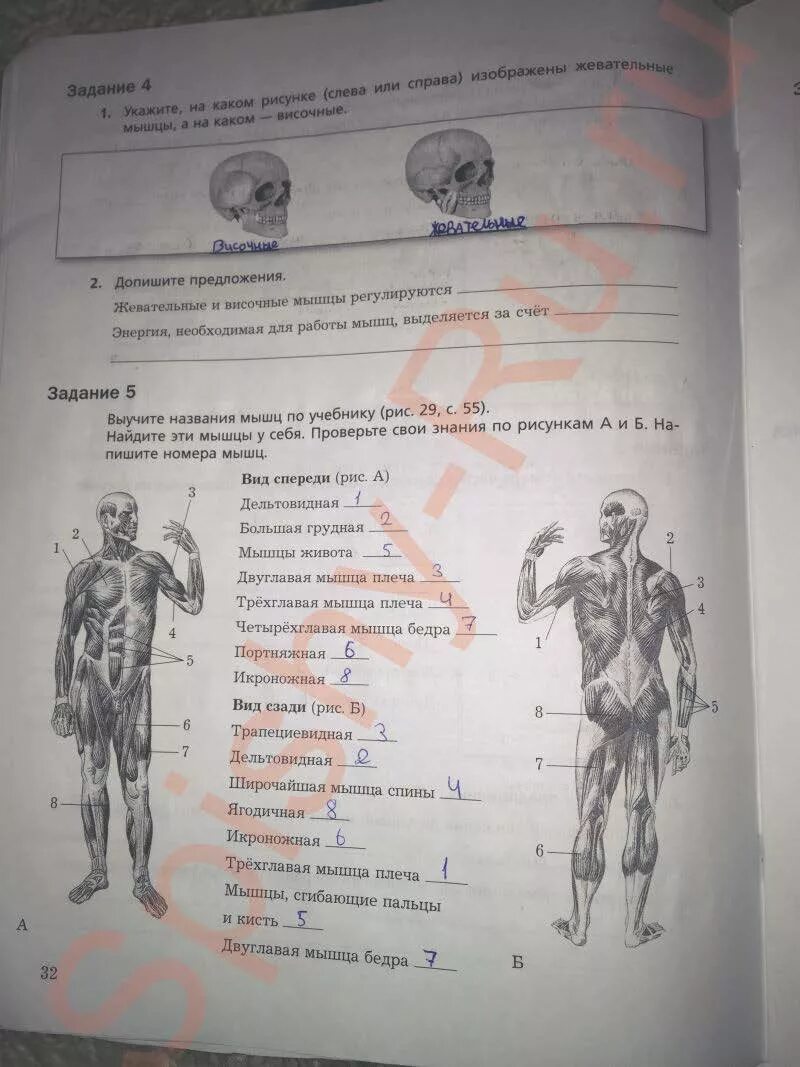 Биология 8 класс 1 параграф. Биология 8 класс рабочая драгомилов. Биология 8 класс рабочая тетрадь. Рабочая тетрадь по биологии 8 класс драгомилов. Биология 8 класс рабочая тетрадь маш драгомилов.