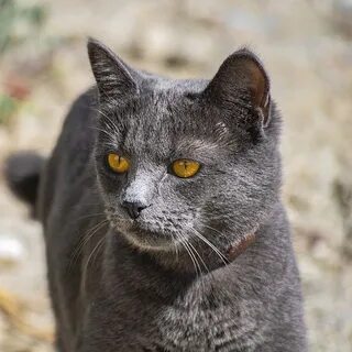 Натуральная кошка